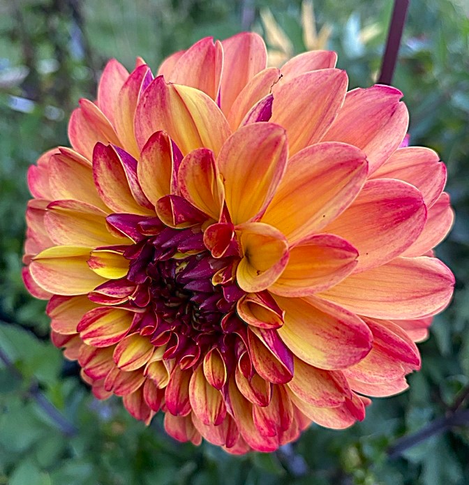 Dahlia Ding a Dong